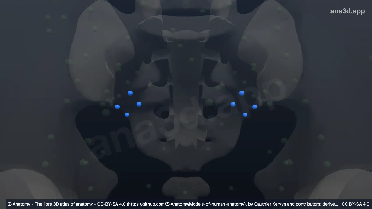 Modelo 3D: Nodos glúteos inferiores