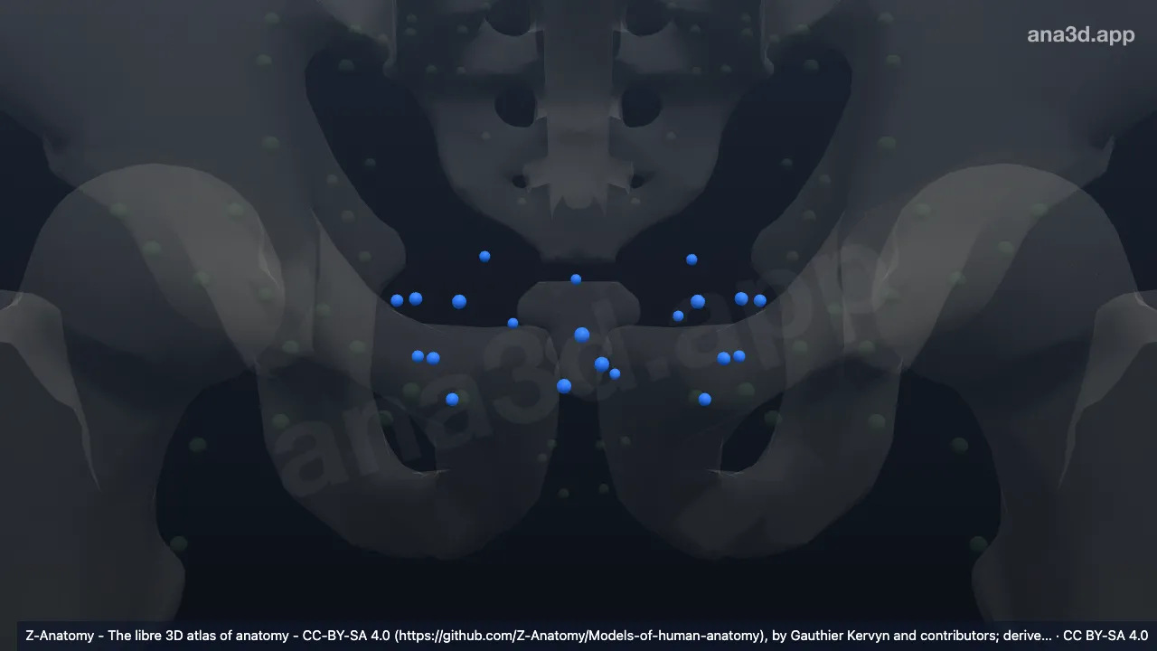 Modèle 3D : Lymphonoeuds paravésicaux
