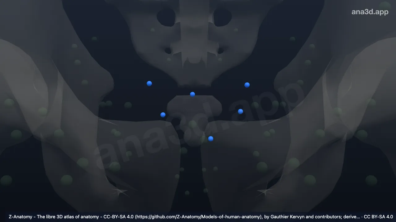 3D 模型：膀胱后淋巴结