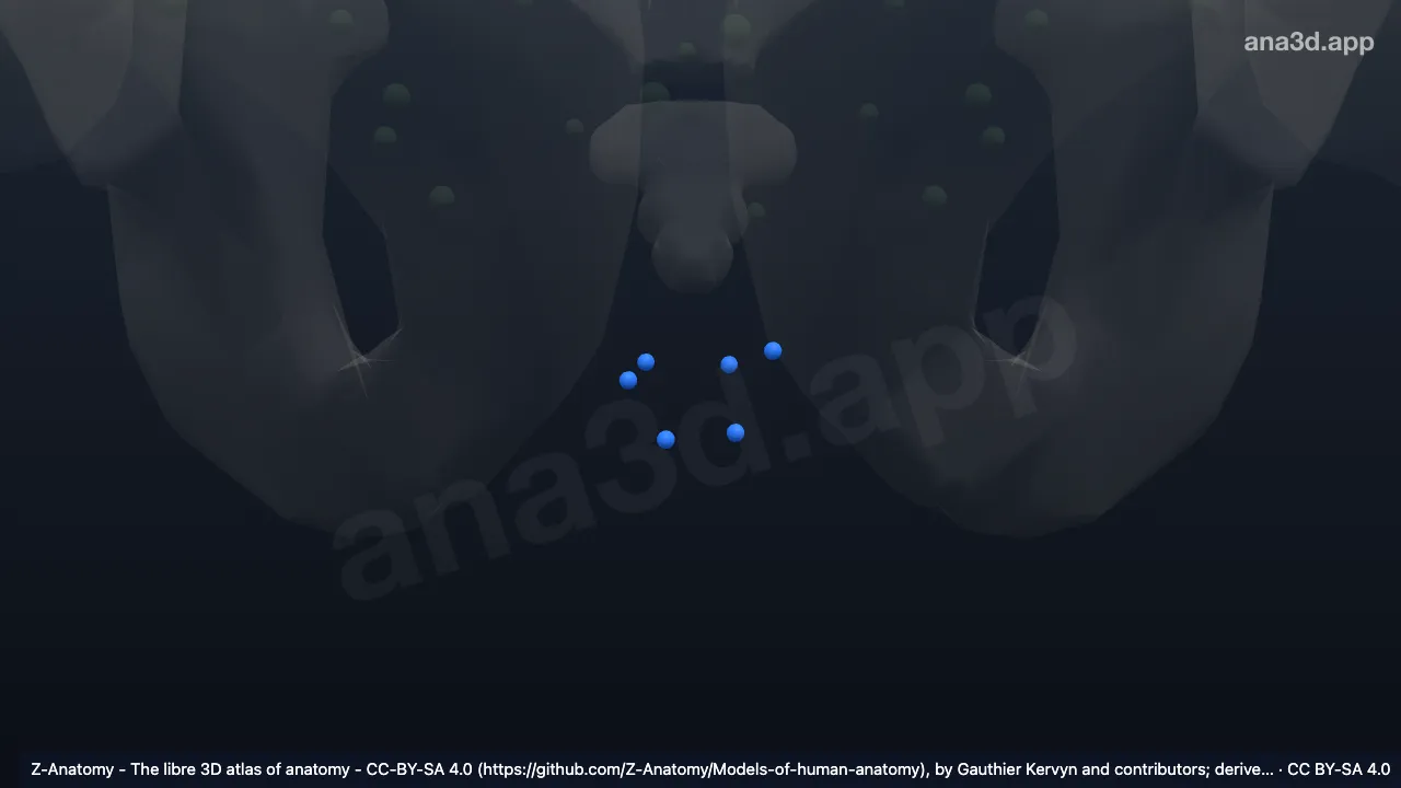 Modèle 3D : Lymphonoeuds anorectaux