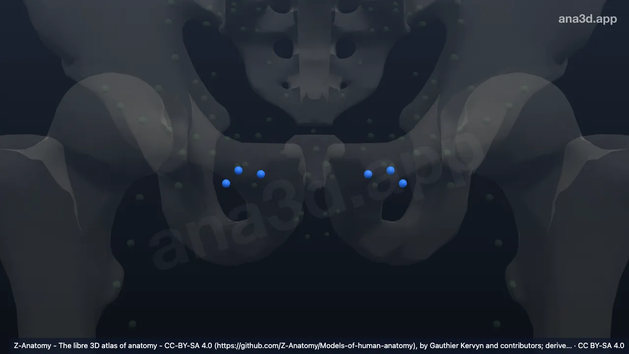 Modelo 3D: Nodos inguinales superficiales superomediales