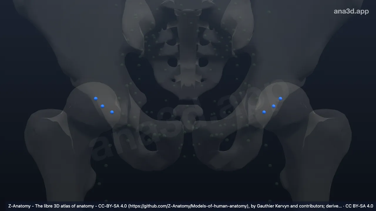 3Dモデル：上外側浅鼡径リンパ節