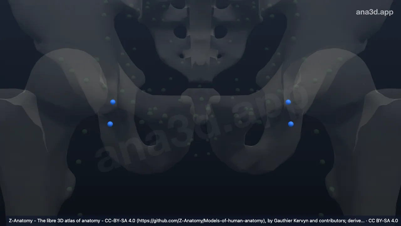 Model 3D: Kelenjar getah bening inguinalis profunda