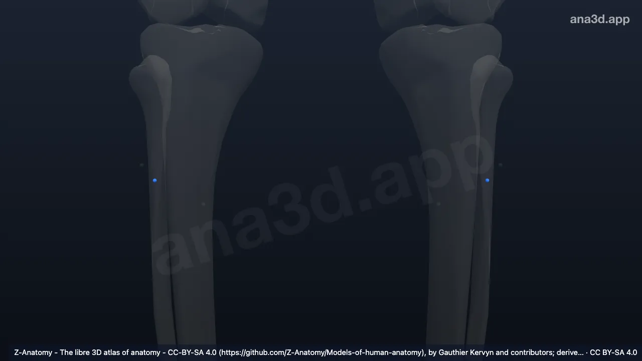 3D model: (Fibular node)
