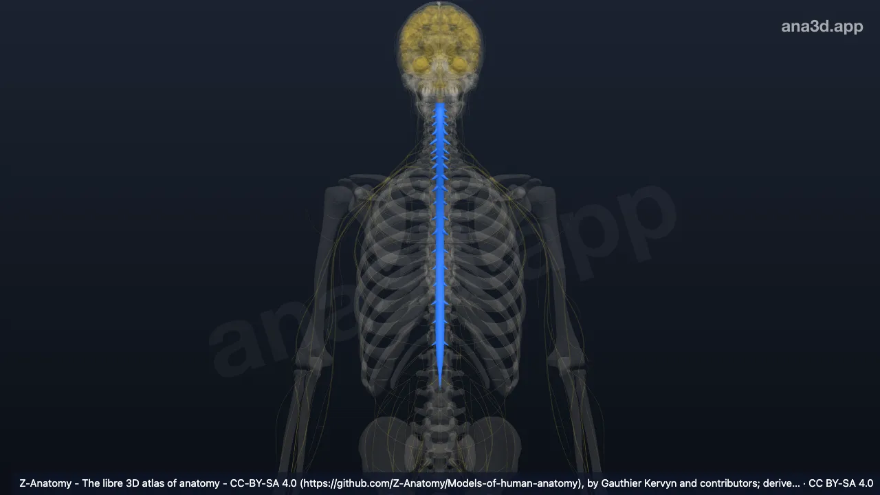 Modelo 3D: Dura espinhal