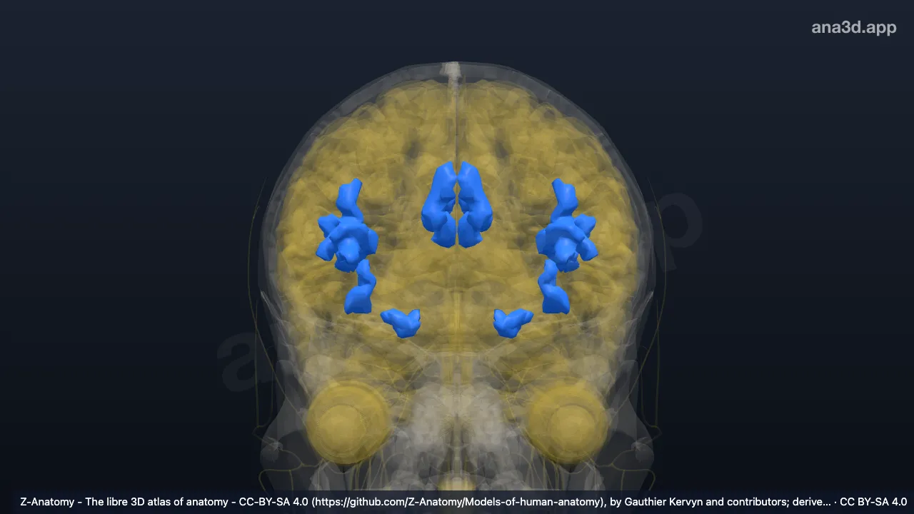 3D model: interlobar sulci