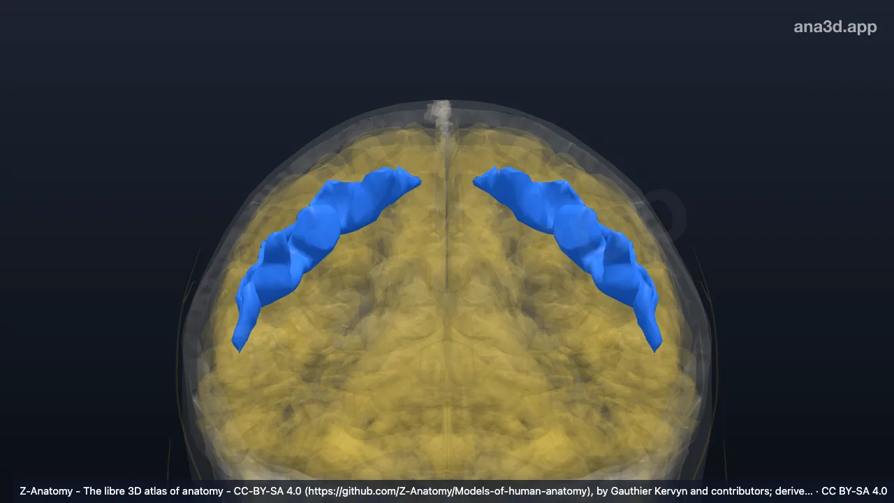 3D-Modell: Sulcus centralis