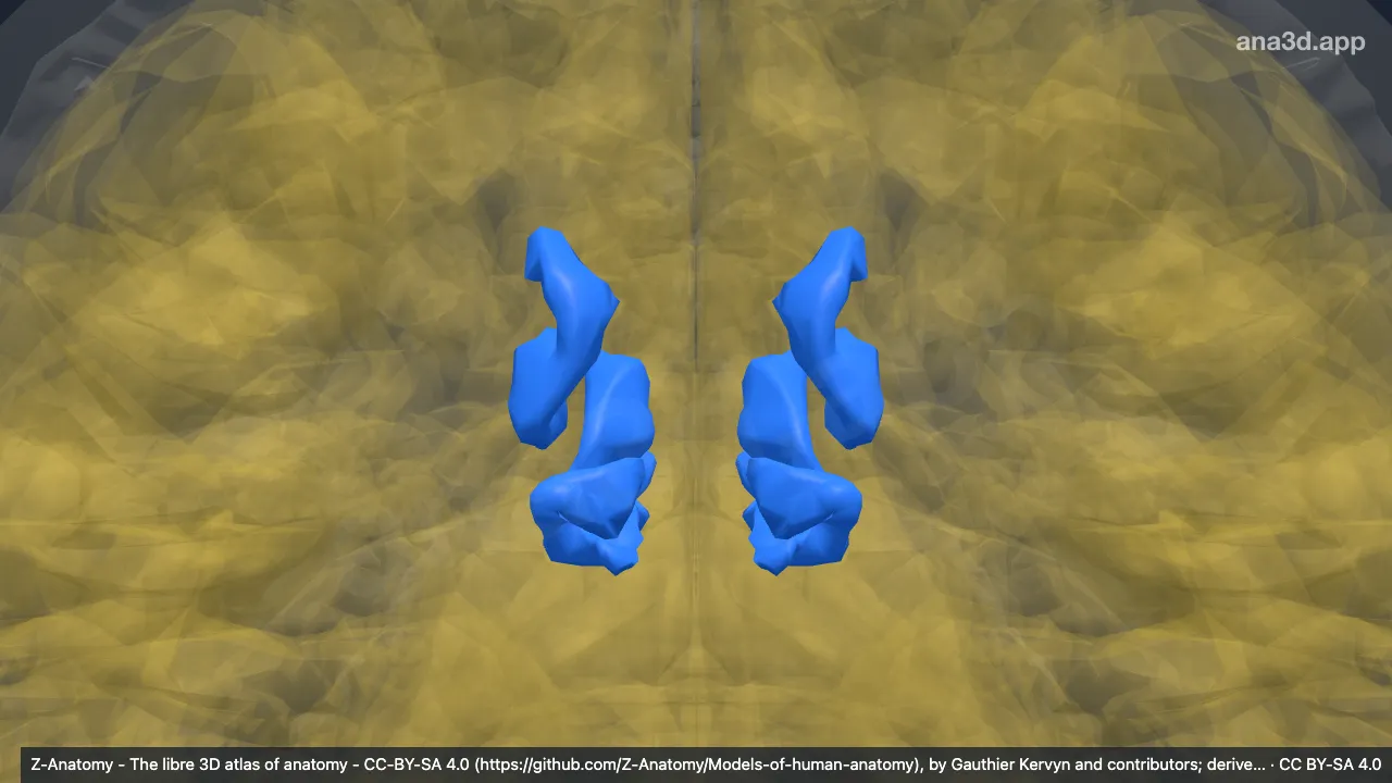 3D model: parieto-occipital sulcus