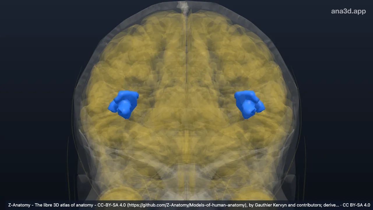 3D model: circular sulcus of insula