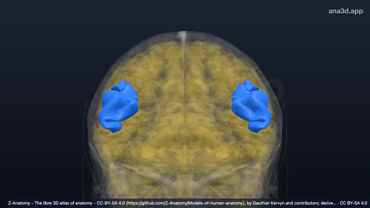 Modelo 3D: Surco frontal inferior