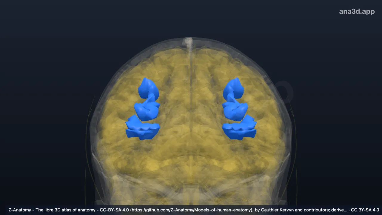 3D model: paracentral sulcus