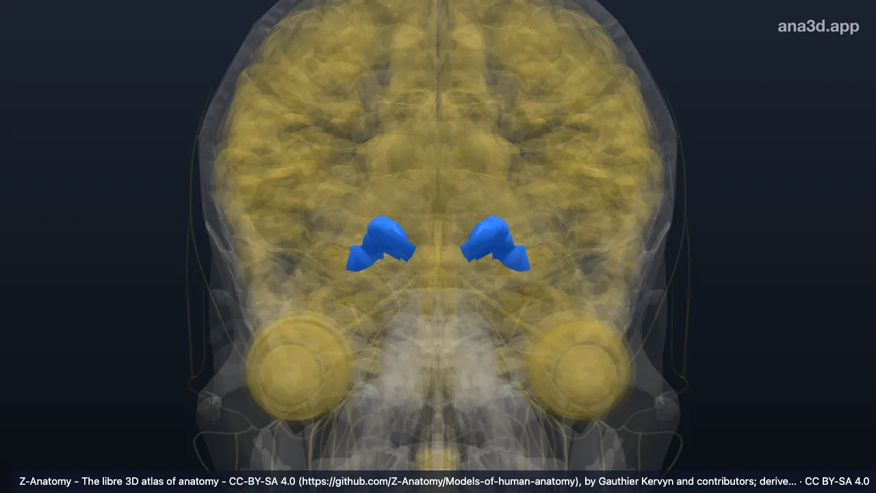 3D-Modell: Sulcus olfactorius