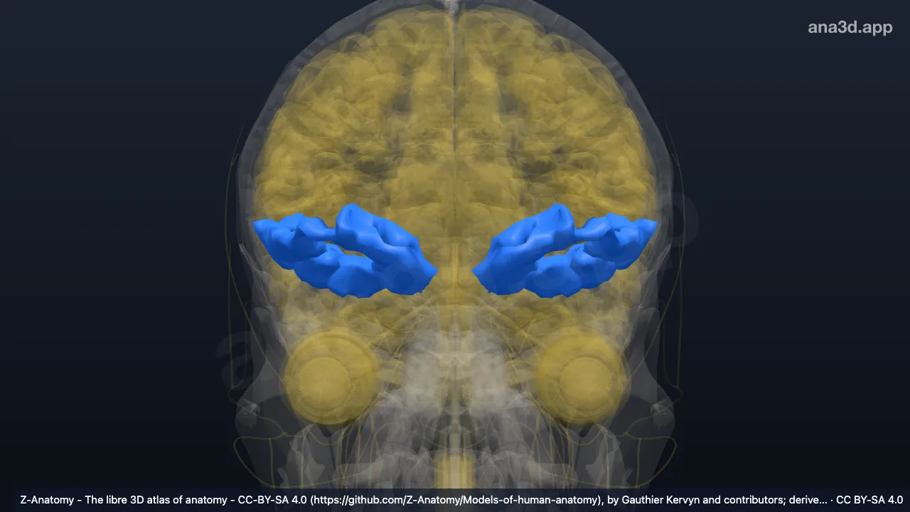 3D-Modell: Gyri orbitales