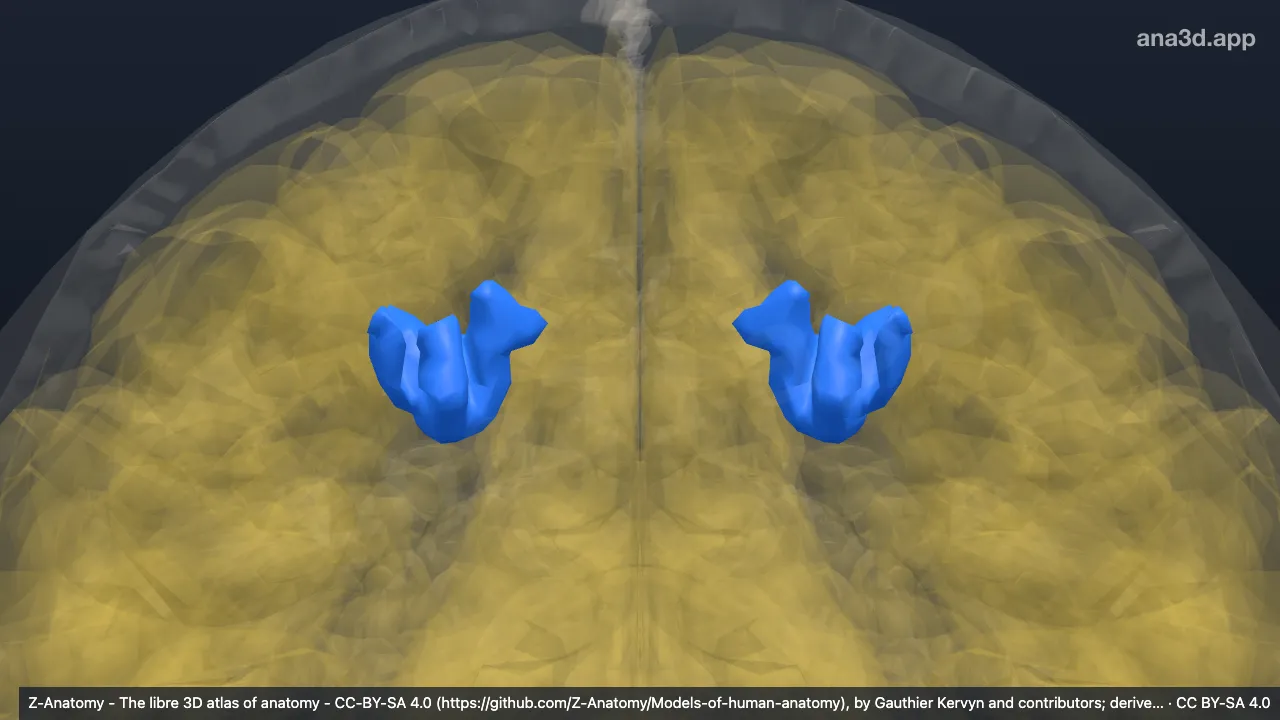 3D model: intraparietal sulcus