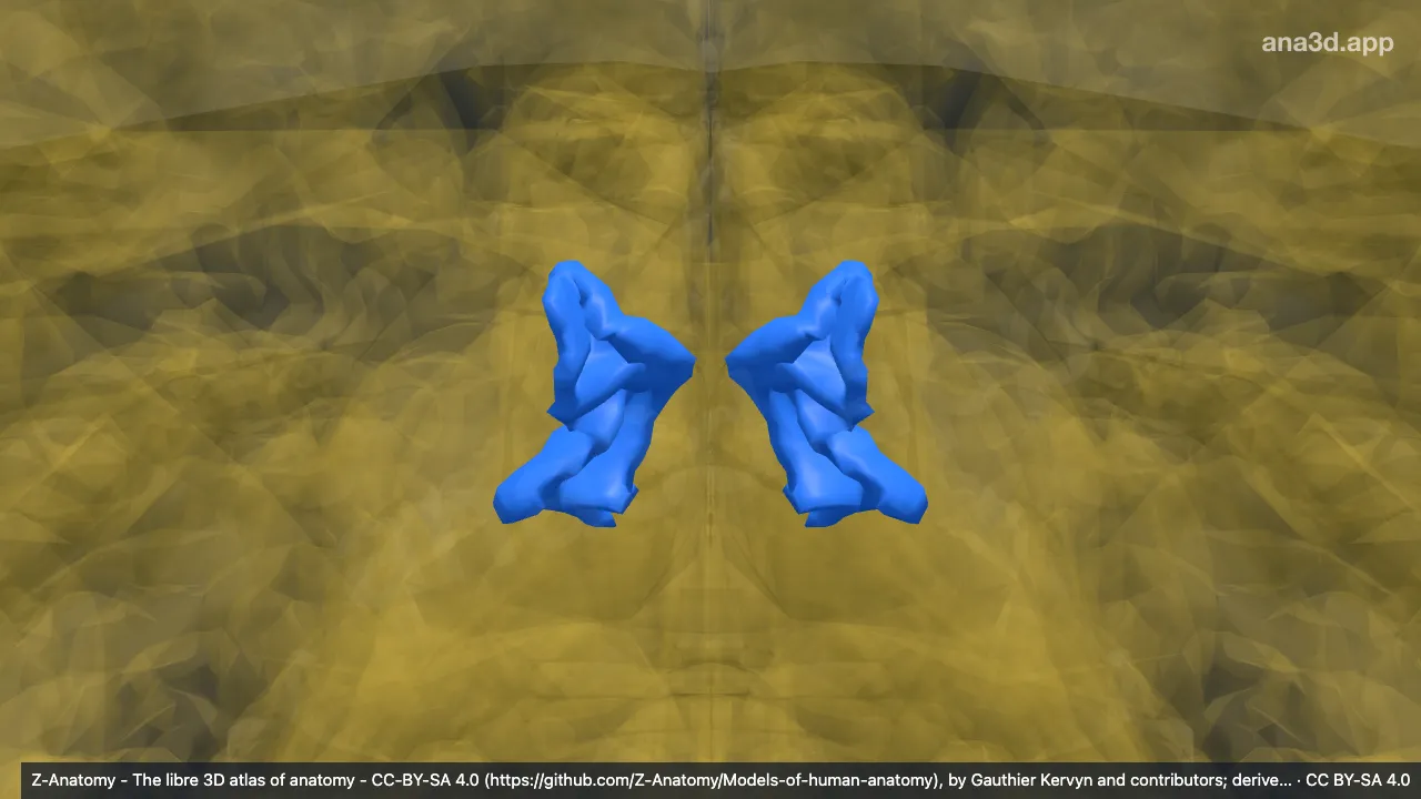 3D-Modell: Gyri occipitales superiores