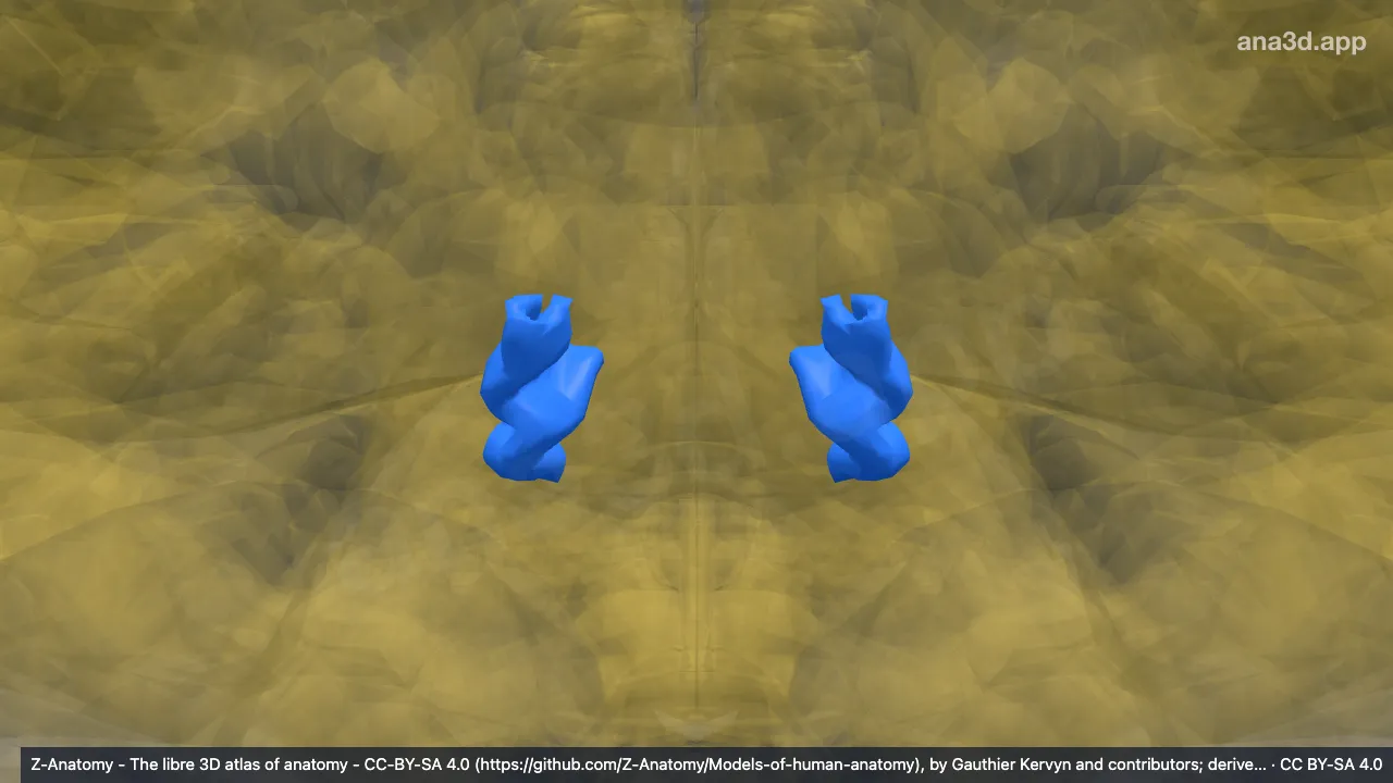 3D 모델: 가로뒤통수고랑