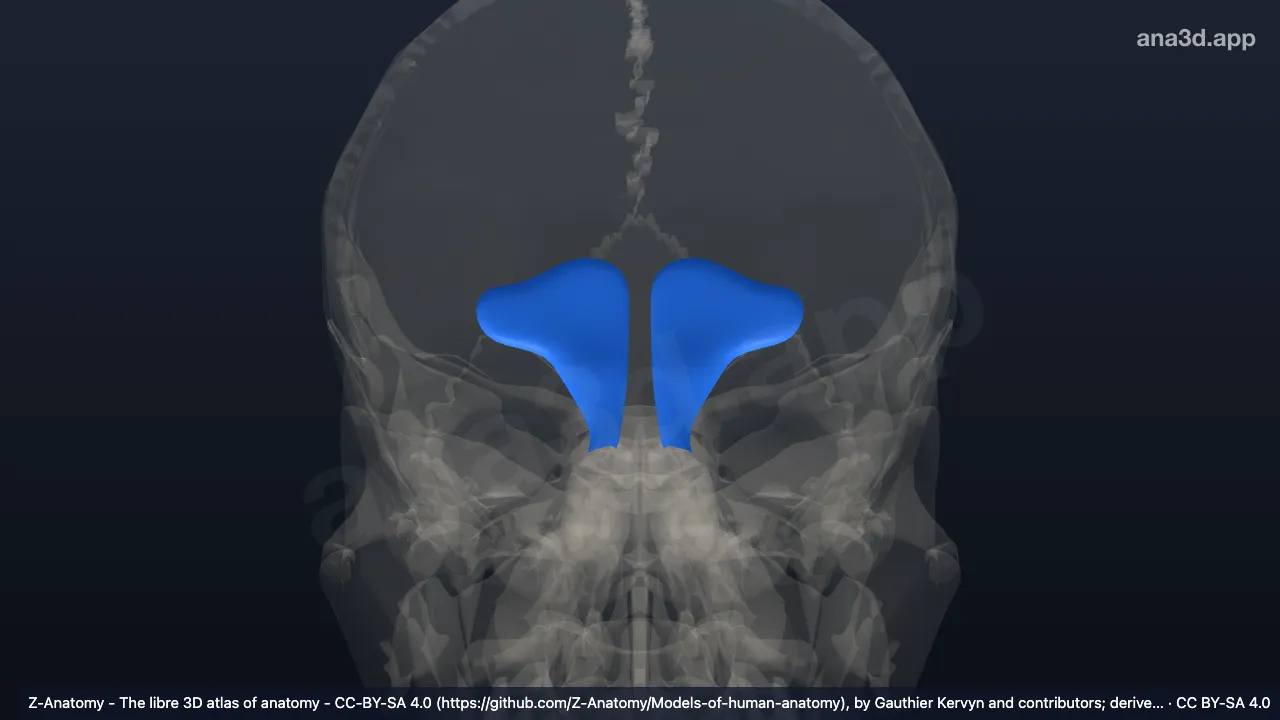 Model 3D: Sinus frontalis