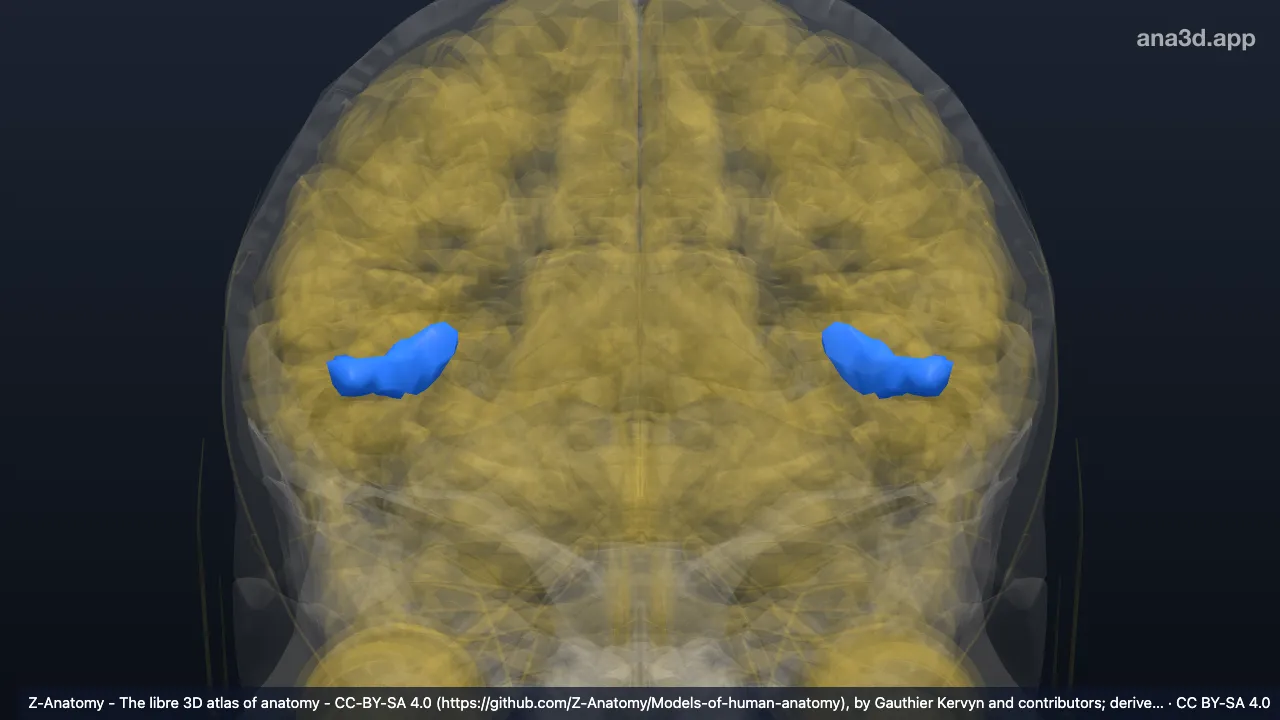 3D-Modell: Gyri temporales transversi
