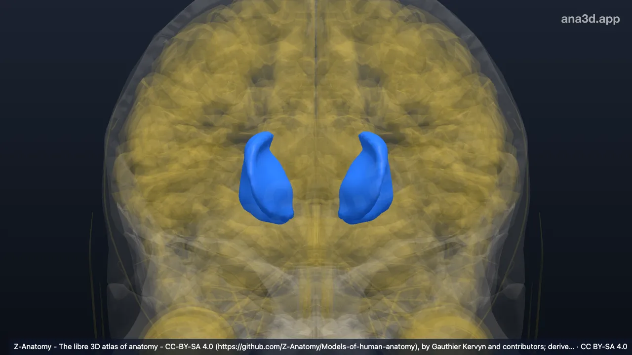 Modelo 3D: Núcleo lentiforme