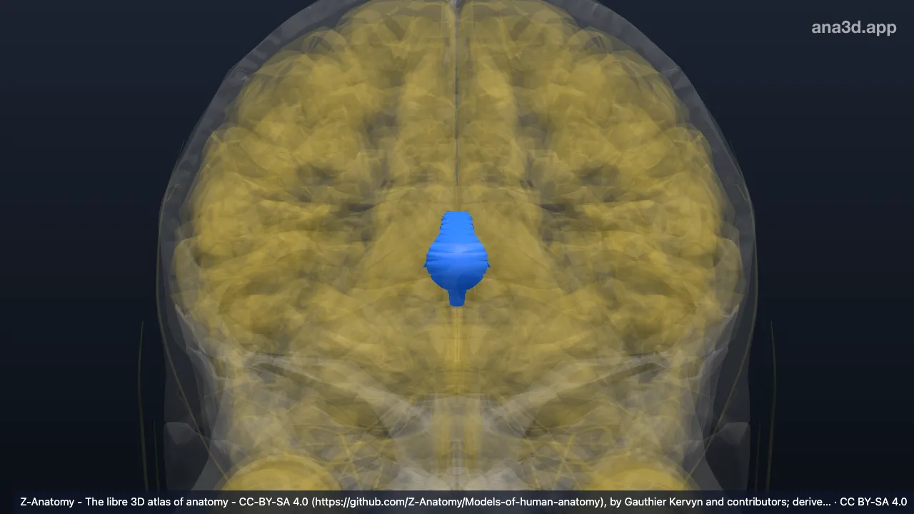 3D model: walls of lateral ventricle