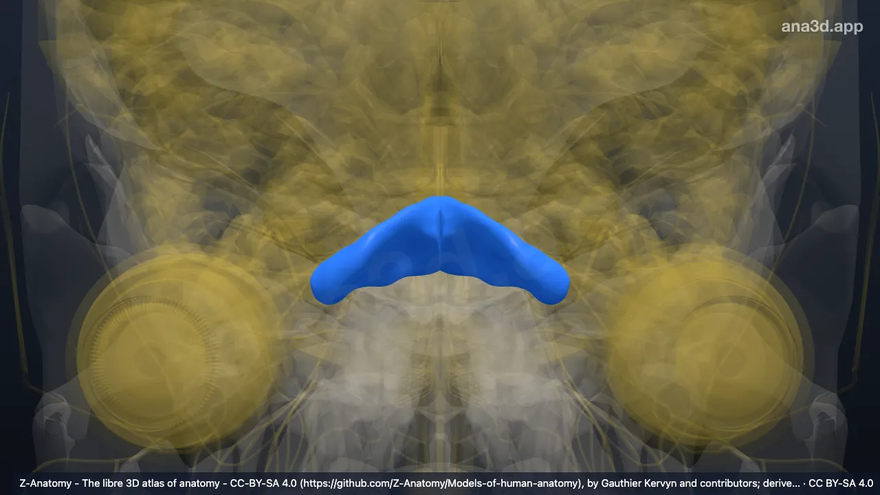 โมเดล 3 มิติ: กลีบย่อยควอดแดรงกูลาร์ด้านหน้า