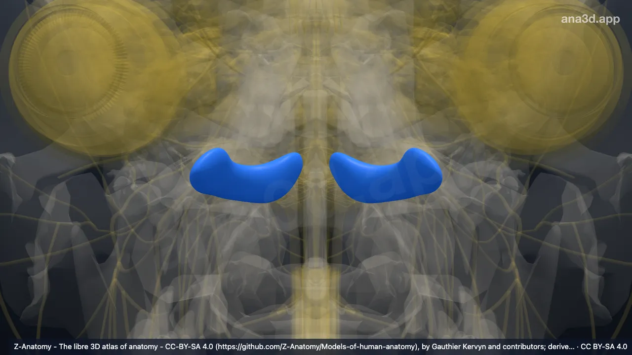 Modelo 3D: Lóbulo grácil