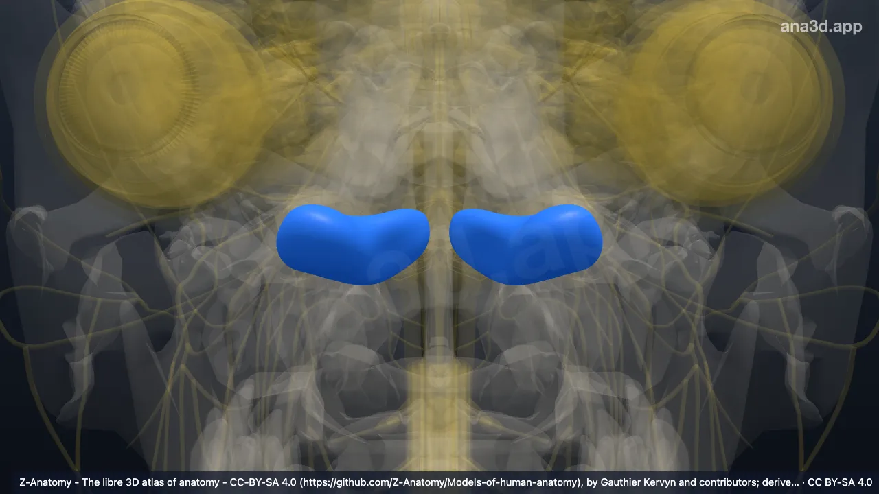 3D model: biventral lobule