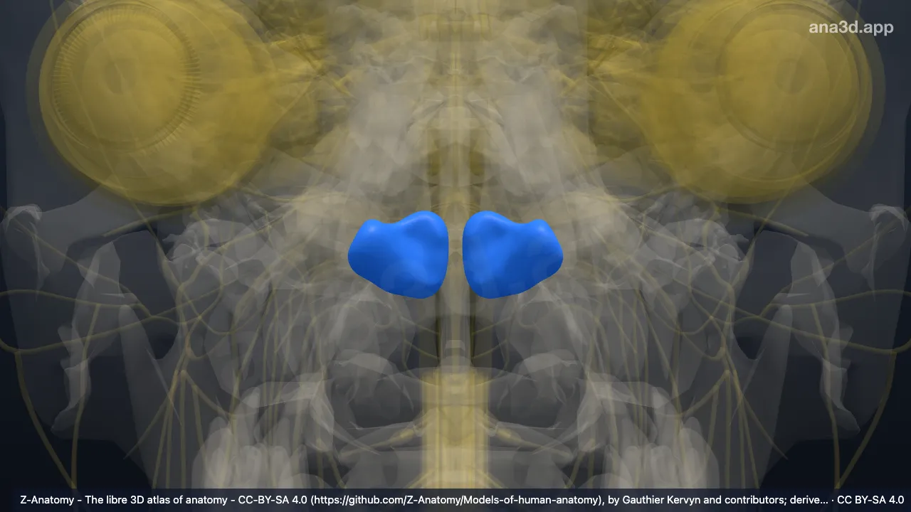 3D model: tonsil of cerebellum