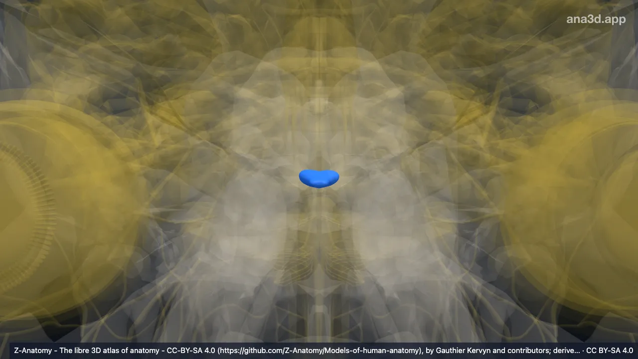 Modèle 3D : Folium vermis