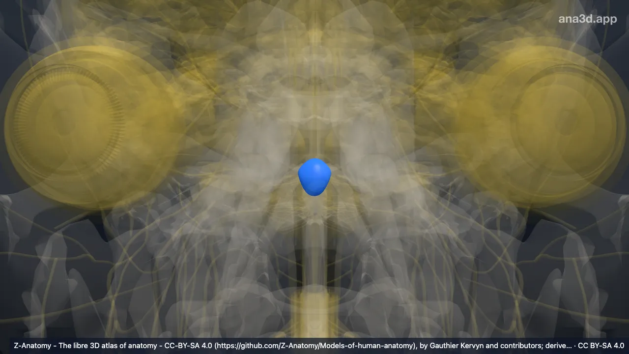 3D model: nodule of vermis