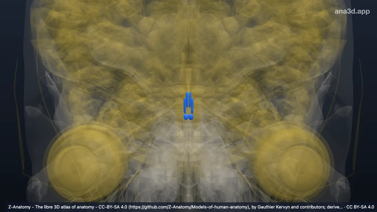 Model 3D: Tegmentum otak tengah