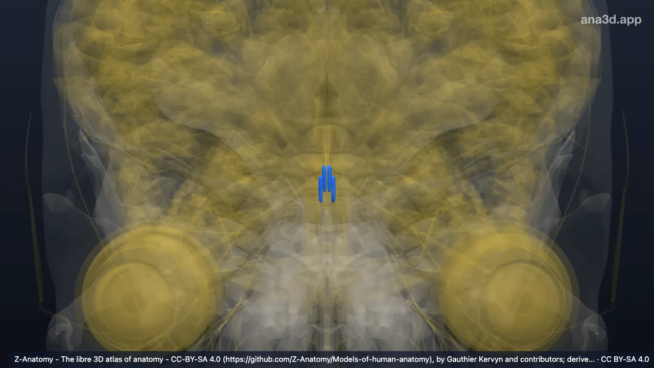 3D-Modell: Complexus oculomotorius