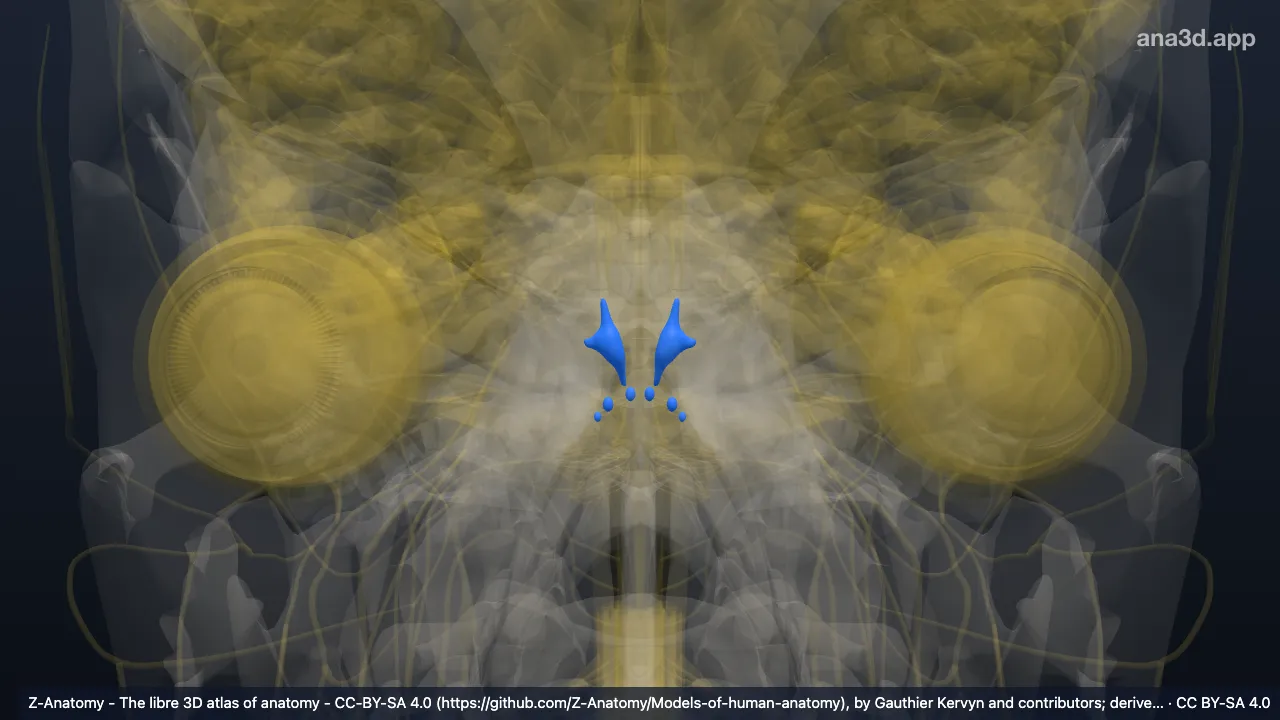 3D-Modell: Graue Substanz des Tegmentum pontis