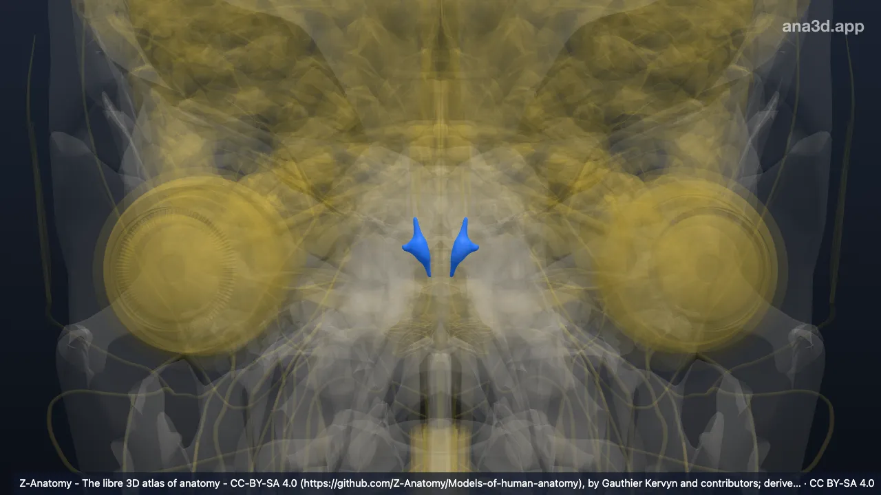 3D-Modell: Nuclei vestibulares