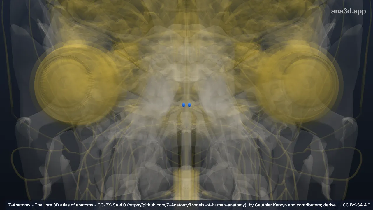 3D-Modell: Nucleus nervi abducentis