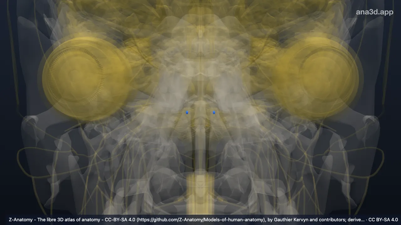 3D-Modell: Nucleus salivatorius superior