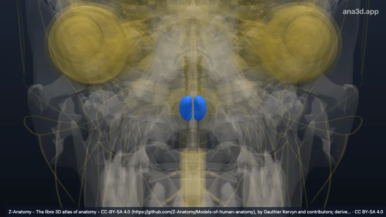 3D-Modell: Pyramis medullae oblongatae