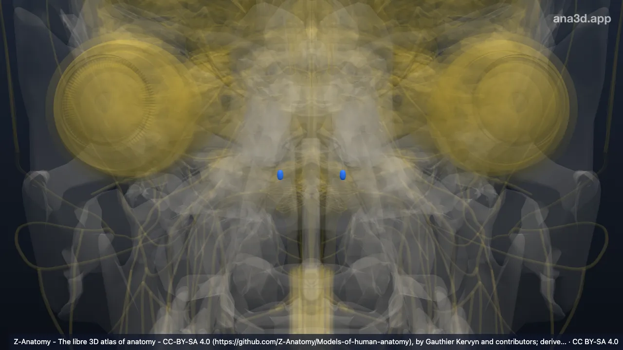 3D model: posterior cochlear nucleus