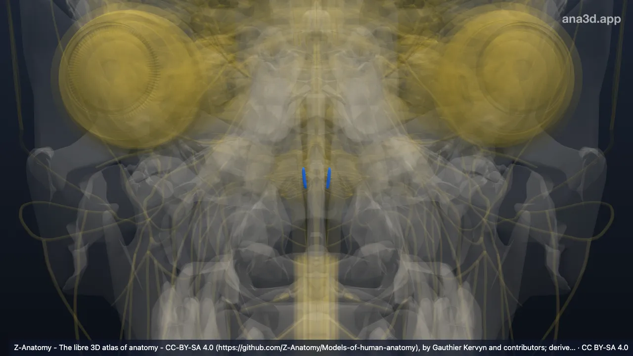 3D-Modell: Nucleus ambiguus