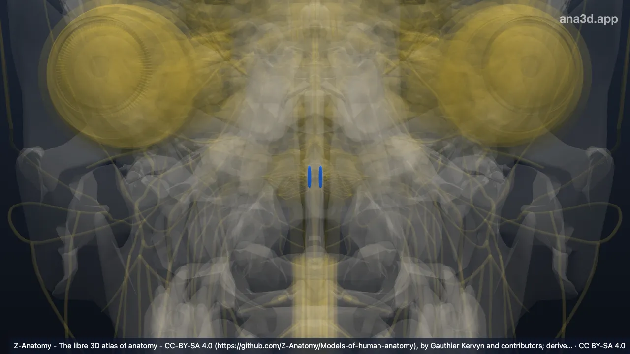 Model 3D: Nukleus posterior saraf vagus