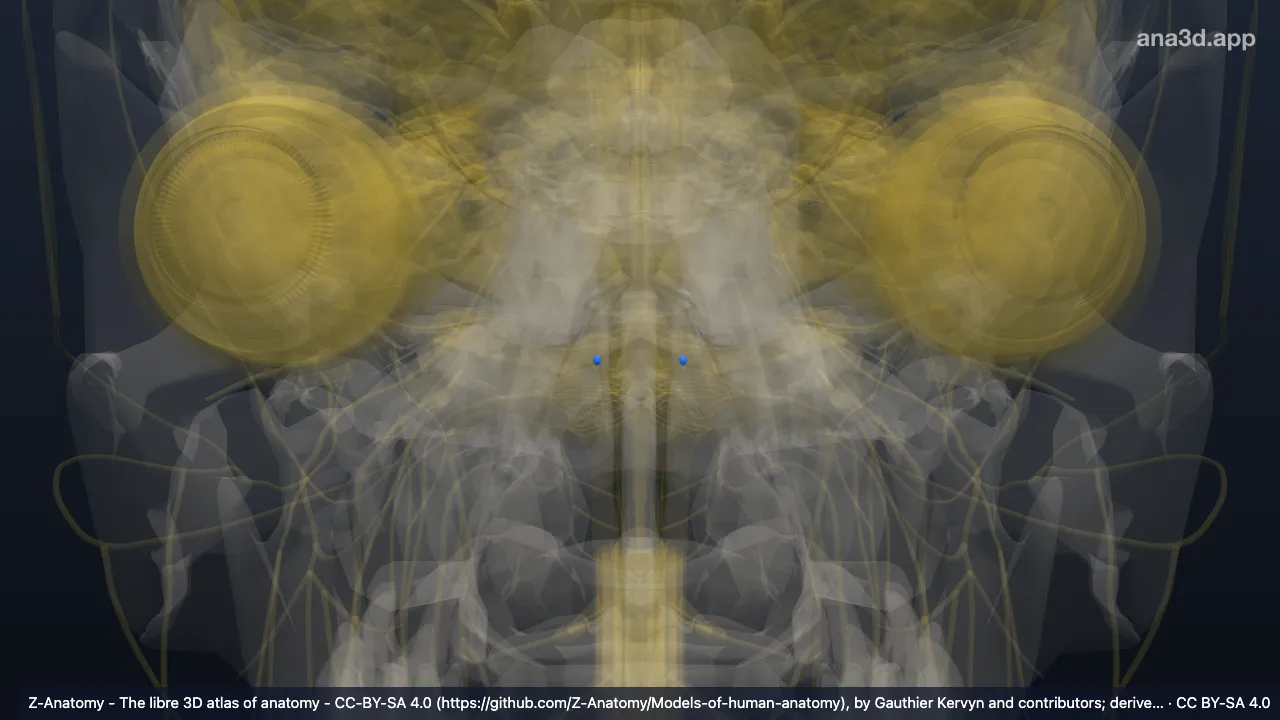 Model 3D: Nukleus salivatorius inferior