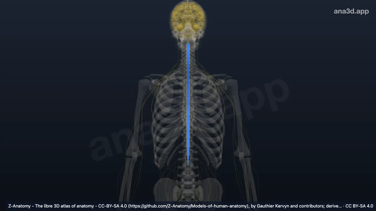 3D model: grey matter of spinal cord