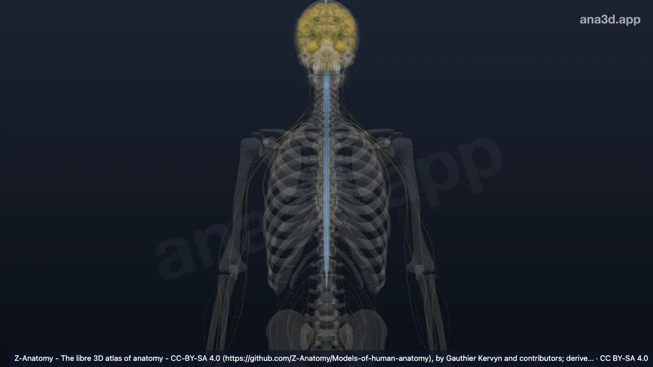 Modelo 3D: Cuerno posterior de la médula espinal
