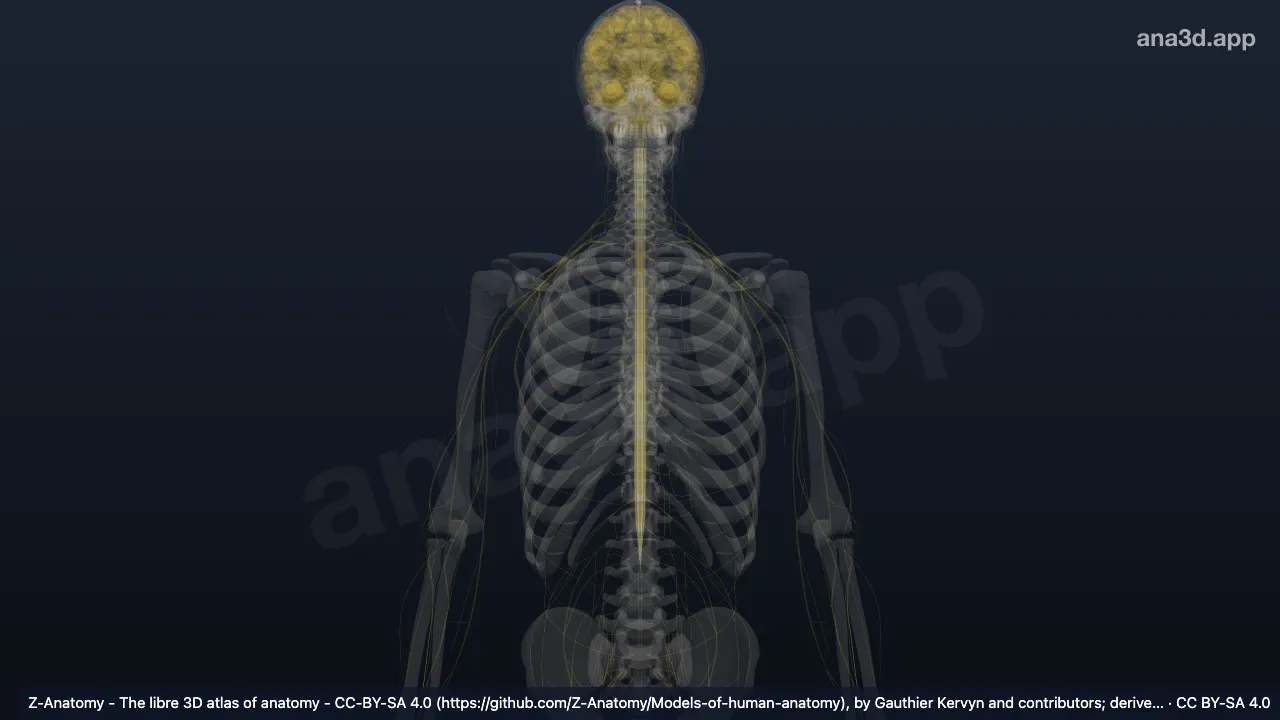 Modelo 3D: Proceso reticular espinal