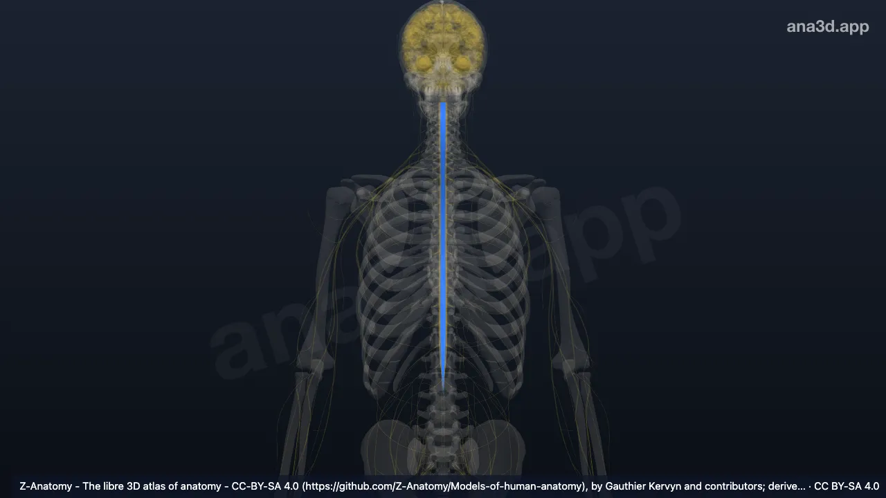 Modelo 3D: Zona intermediária da medula espinhal