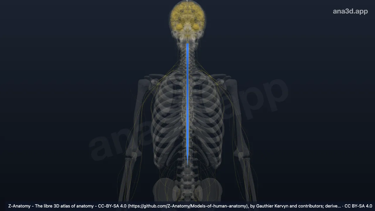 Modelo 3D: Sustancia intermedia lateral