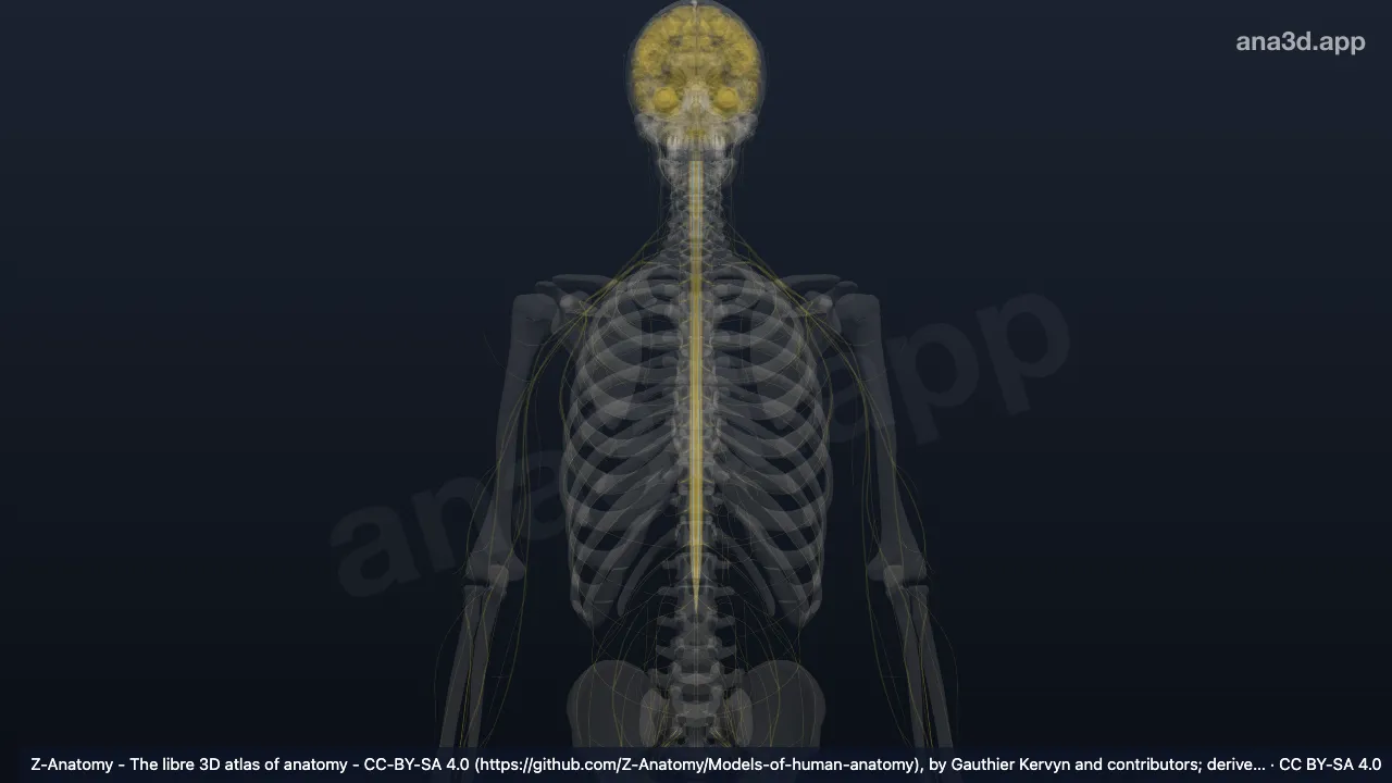 Modelo 3D: Núcleo intermediolateral