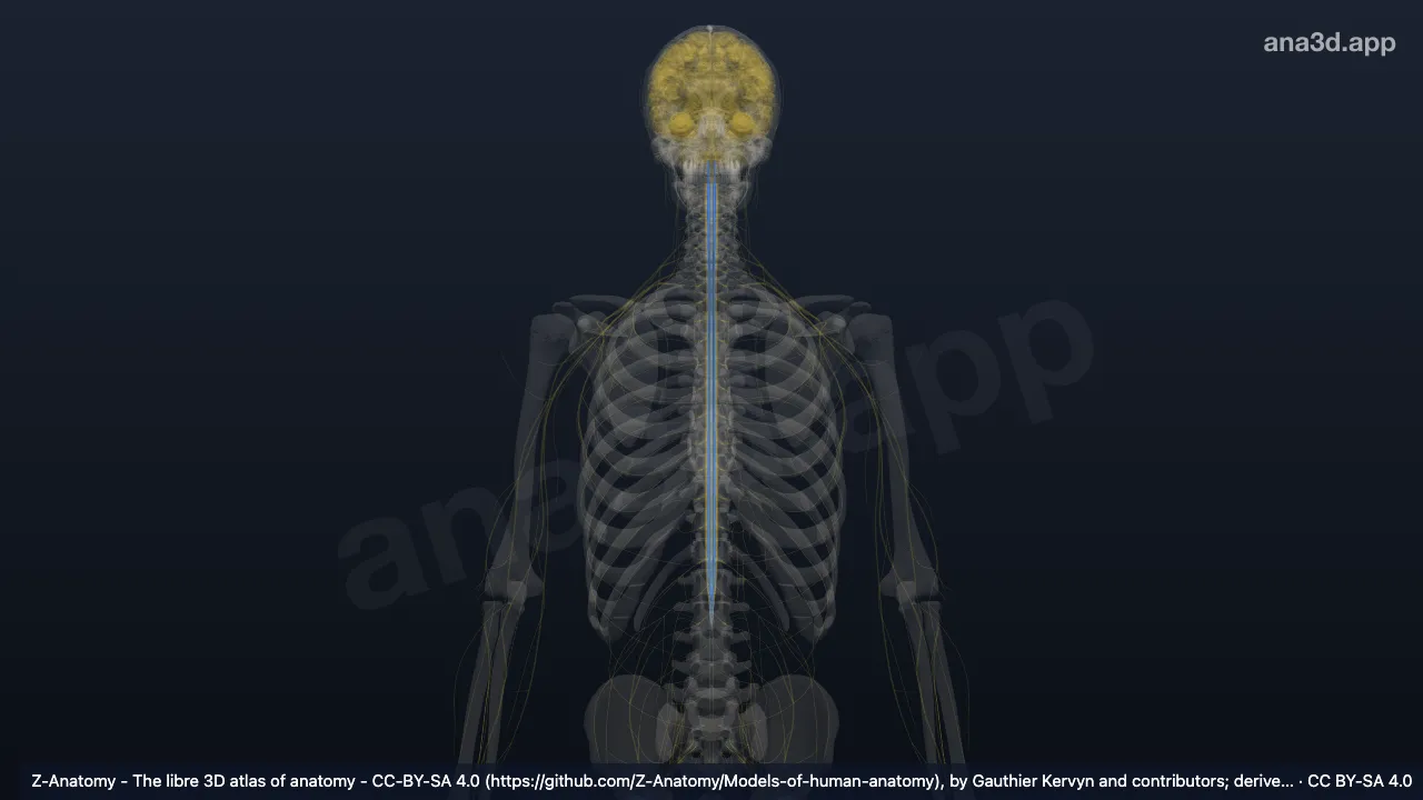 Modelo 3D: Chifre anterior da medula espinhal
