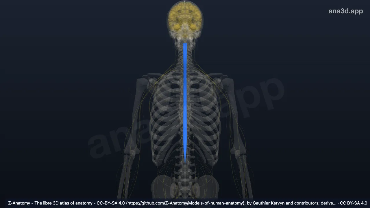 3D model: white matter of spinal cord