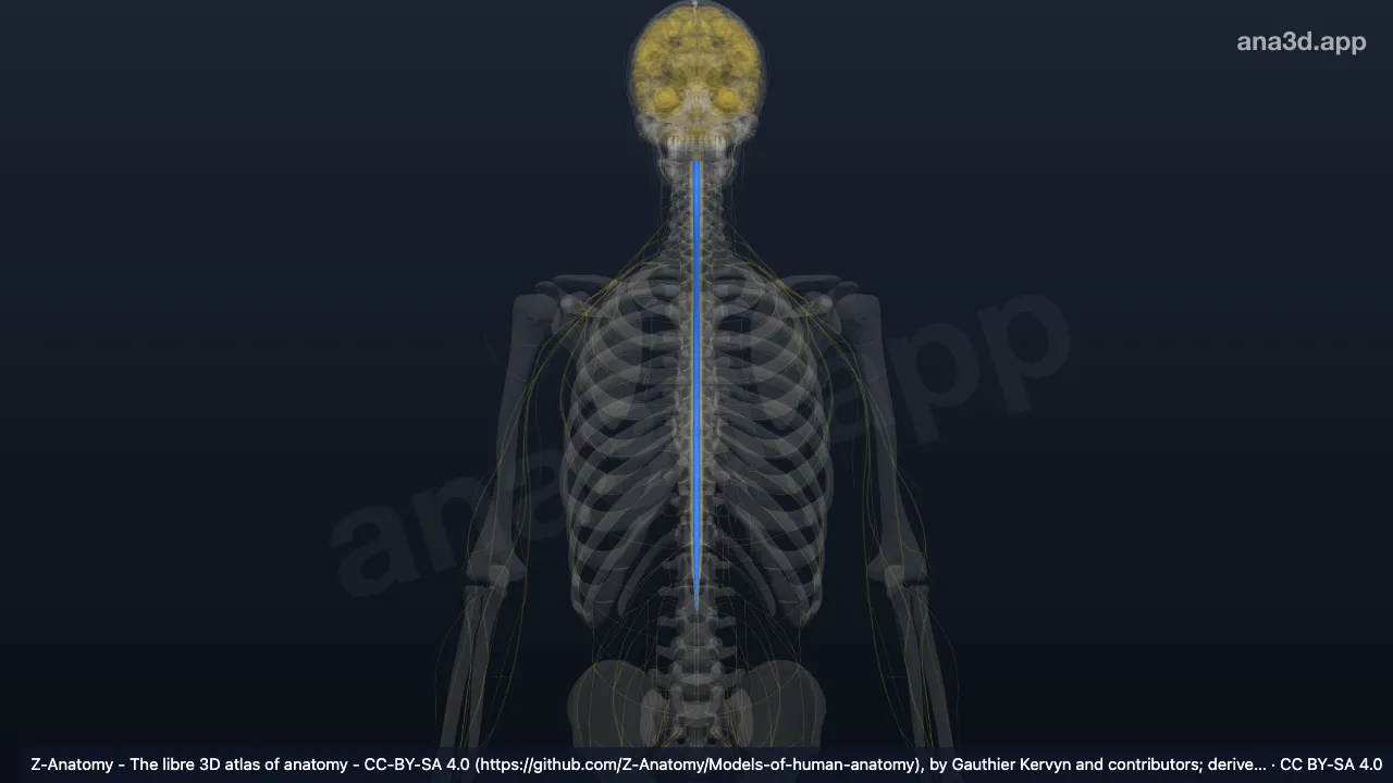 3Dモデル：後索固有束